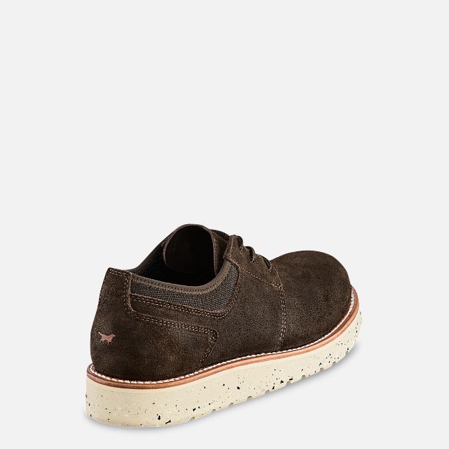 Setter Fifty Oxford